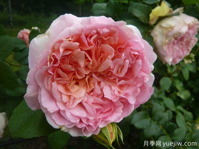 推薦耐寒的十大藤本月季，零下20度不怕(圖10)