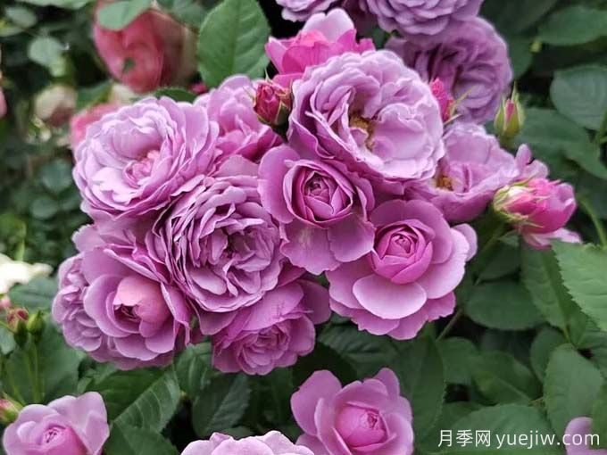 推薦15款經(jīng)典灌木月季品種，好看好養(yǎng)，有藤本和微月(圖6)
