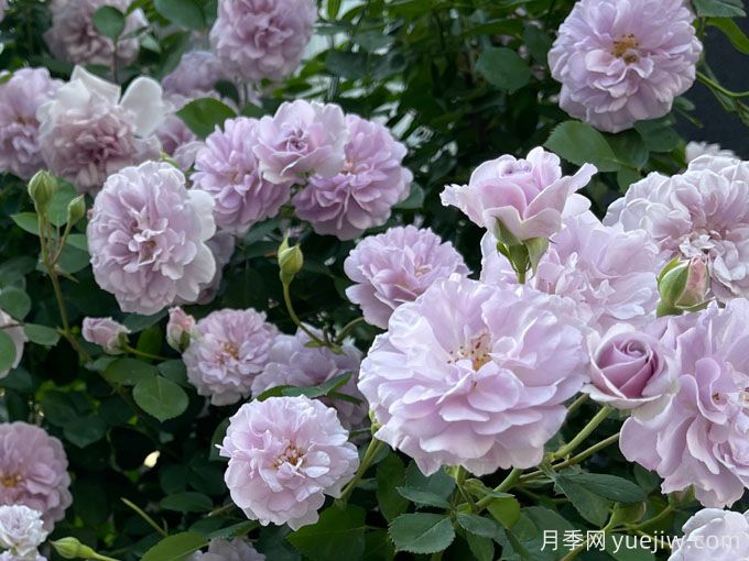 藍色陰雨月季，花量大、長勢快、花色清新(圖1)