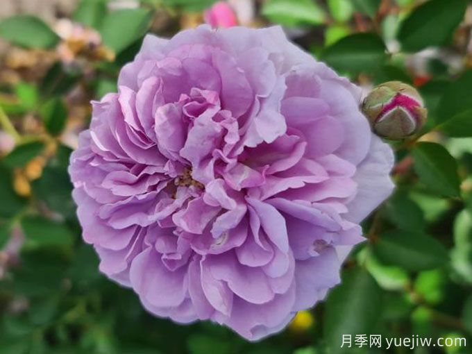 藍色陰雨月季，花量大、長勢快、花色清新(圖2)
