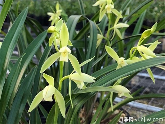 蘭花種植與養(yǎng)護，入門必看！(圖2)