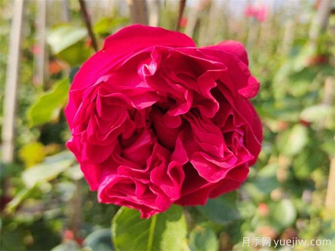 5個藤本月季，讓你得到一個花開不斷的夏天(圖2)