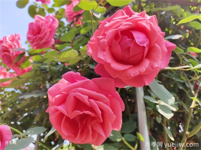 月季：花中皇后，月月花開(kāi)月月紅(圖1)