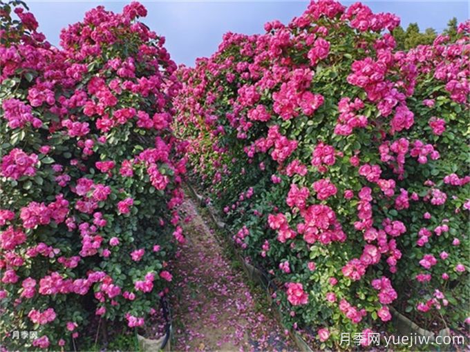 月季：花中皇后，月月花開(kāi)月月紅(圖2)