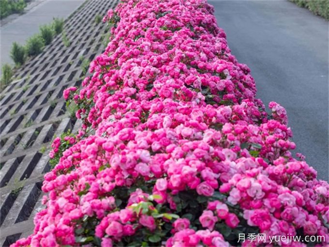 月季：花中皇后，月月花開(kāi)月月紅(圖3)
