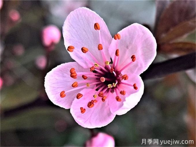 梅花簡介，美化的品質(zhì)和精神(圖1)