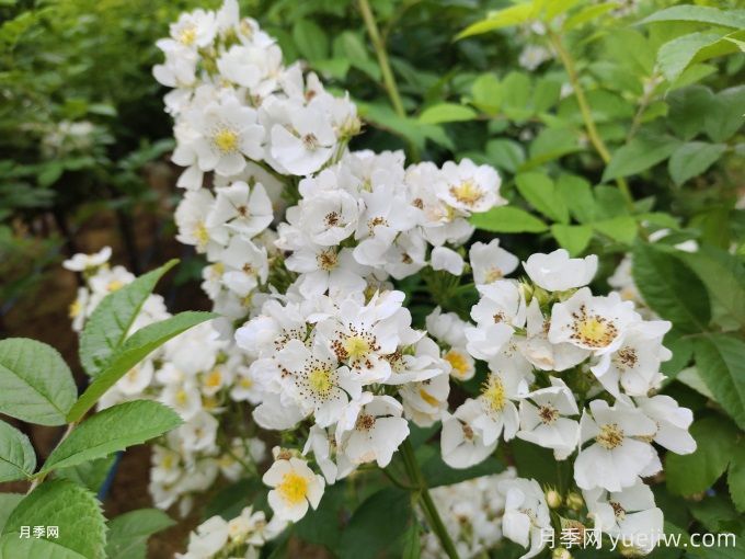 薔薇的繁殖方法有哪些？薔薇花的養(yǎng)護方法(圖2)