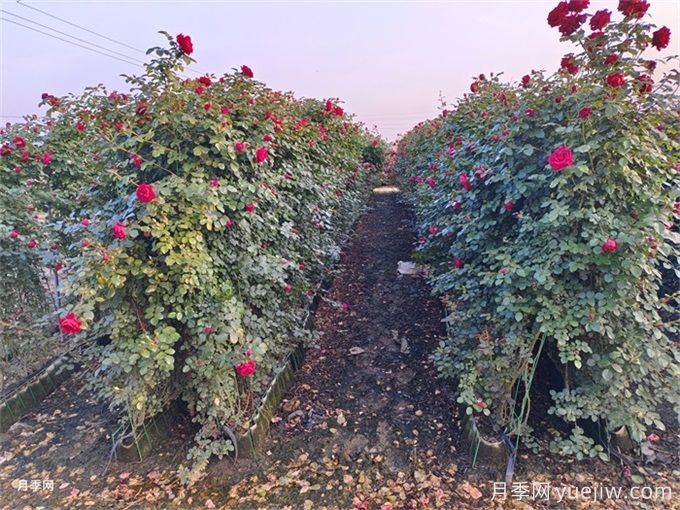 紅色龍沙寶石，花期長，耐熱又抗病(圖2)