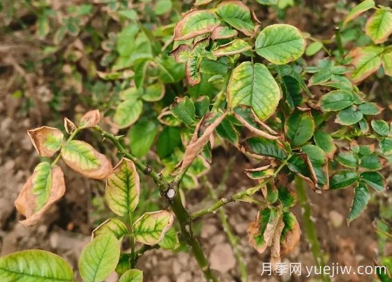 地栽月季大面積枯萎，到底是什么原因？(圖1)