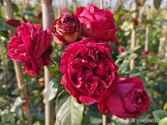 紅色龍沙寶石月季花朵打不開(kāi)怎么回事？(圖1)