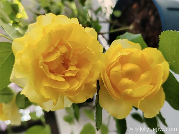 推薦7個花期超長的月季品種，而且勤花多頭(圖1)