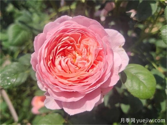 花期超長(zhǎng)的3個(gè)月季花，你一定會(huì)愛上它們(圖1)