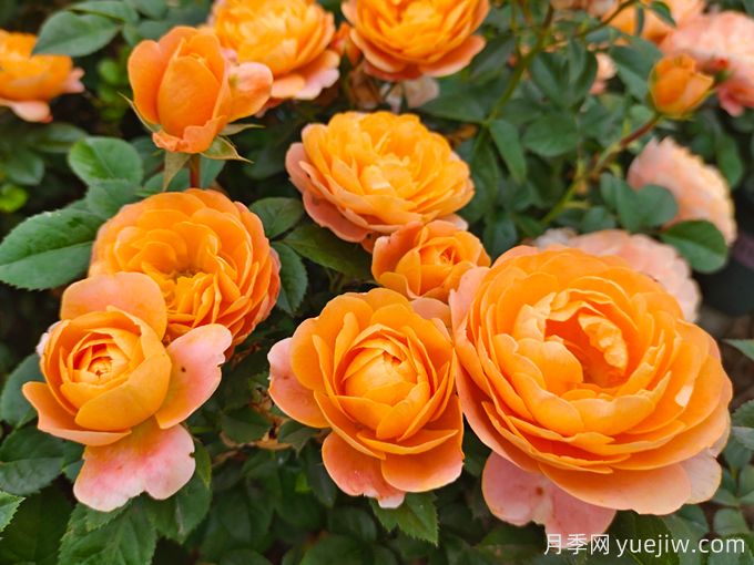 4種花期超長的月季花，養(yǎng)一盆長期有花賞(圖3)
