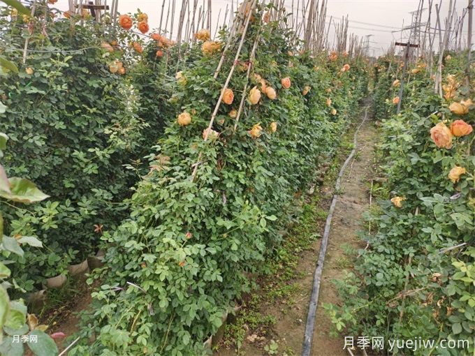 降溫了，月季筍芽要剪嗎？(圖1)