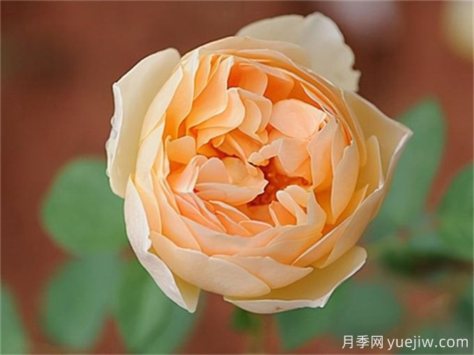 10個無刺月季品種推薦，顏值高又沒有刺(圖6)