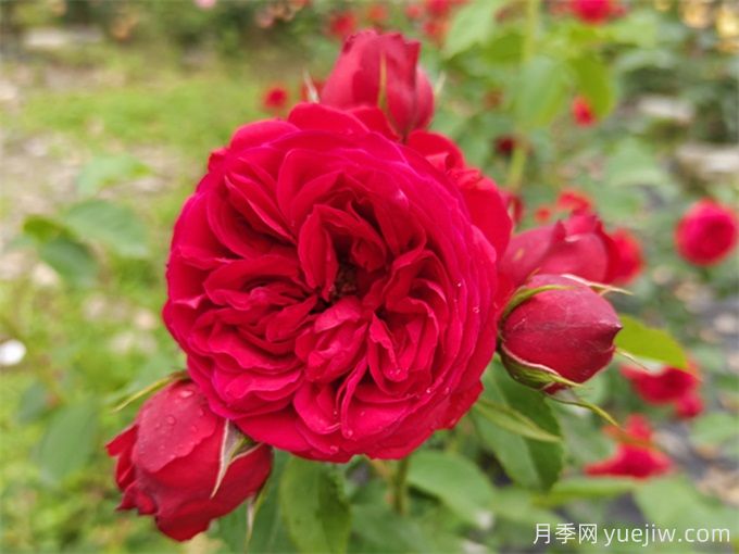 紅蘋(píng)果月季，典雅紅色，花期春夏秋三季(圖2)