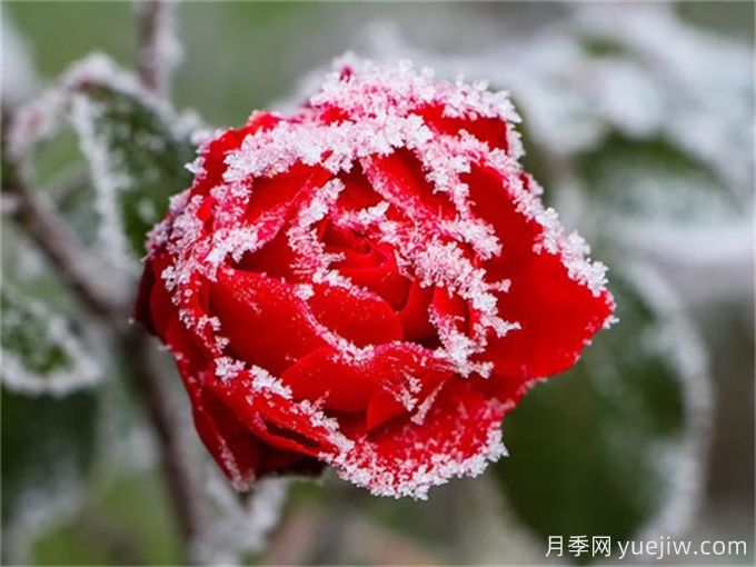 冬季下雪會(huì)凍死月季嗎？(圖1)