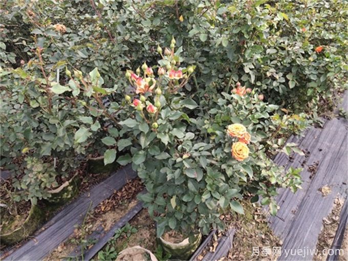 月季如何才能有更多分枝、開花更多？(圖2)