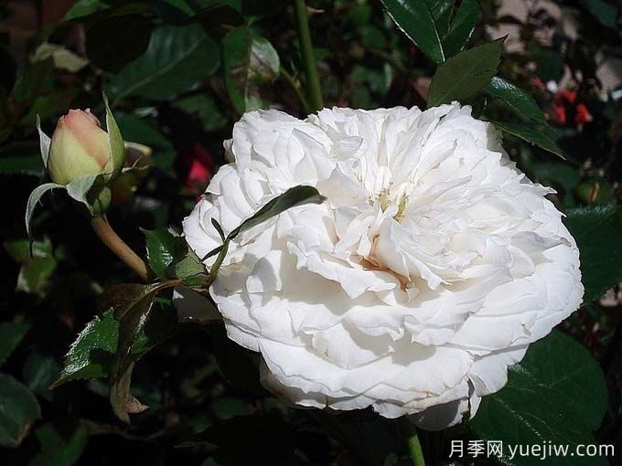 分享25款香水月季品種，好看又好聞(圖2)