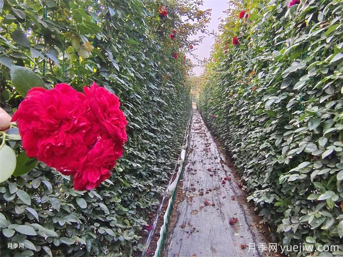 紅色月季花墻網(wǎng)片現(xiàn)貨，打造網(wǎng)紅景觀(圖1)