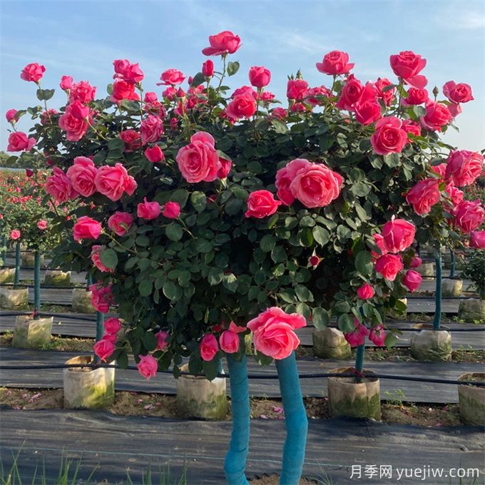 月季花的修剪原來大有學(xué)問(圖1)