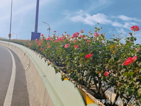 嘉興月季：萬(wàn)千月季扮靚南湖橋梁！(圖2)