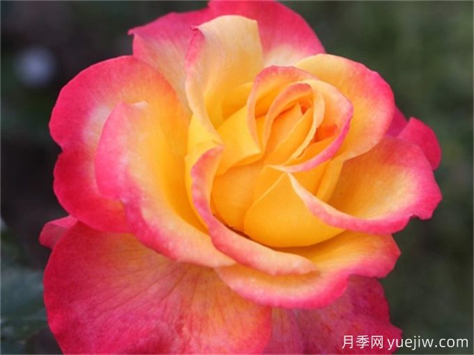 25款罕見(jiàn)會(huì)變色的月季品種，欣賞黃粉兩色同現(xiàn)(圖2)