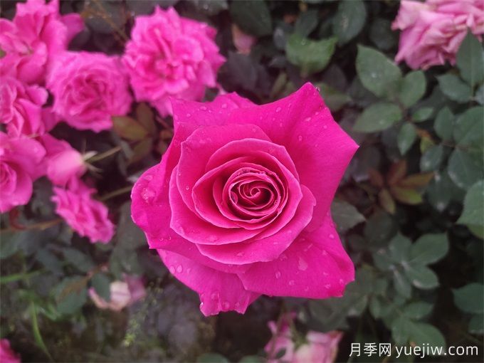 古人的名花十二客，12種名花(圖1)
