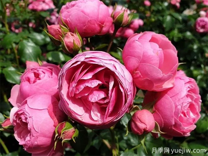 月季花苞打不開、枯萎是咋回事？(圖3)