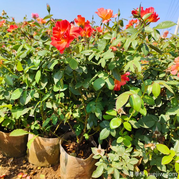 月季生長停滯不發(fā)新芽咋辦？如何破解月季僵苗？(圖1)