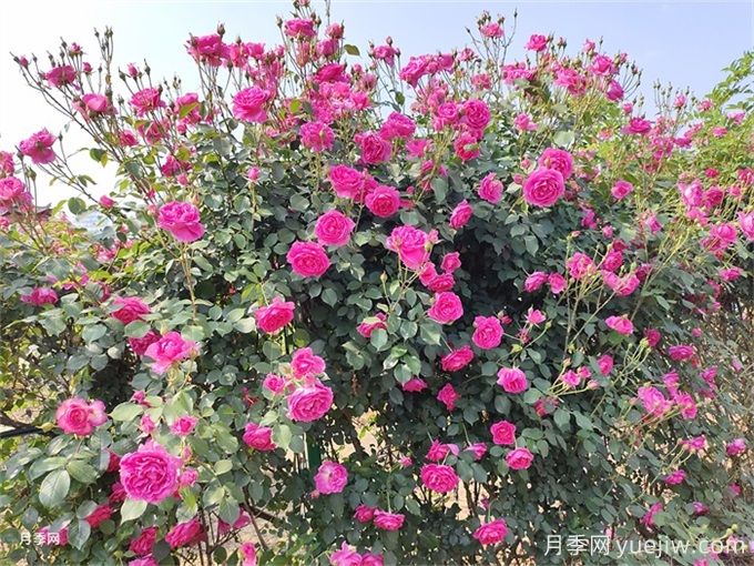 月季花苞為什么會垂頭無法直立？(圖3)