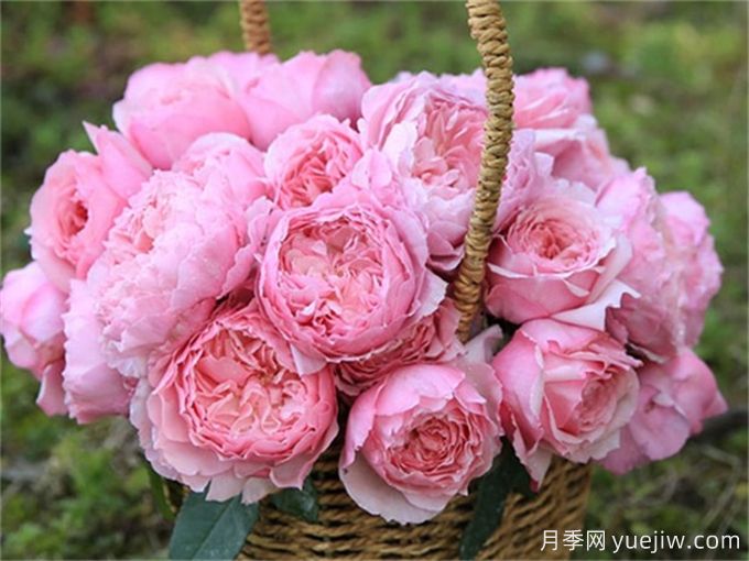 月季病害為什么這么多？藥物可以一起混合噴嗎？(圖2)