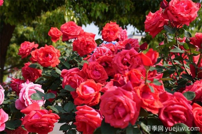 昆明市呈貢區(qū)2500余株樹狀月季齊綻放，街頭處處是風(fēng)景(圖2)