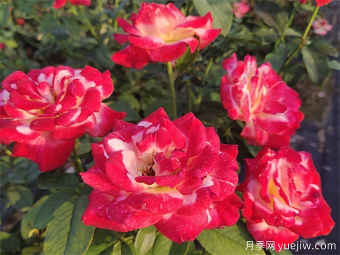養(yǎng)了很長時間的月季，卻一直不開花？(圖1)