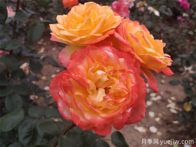 養(yǎng)了很長時間的月季，卻一直不開花？(圖2)