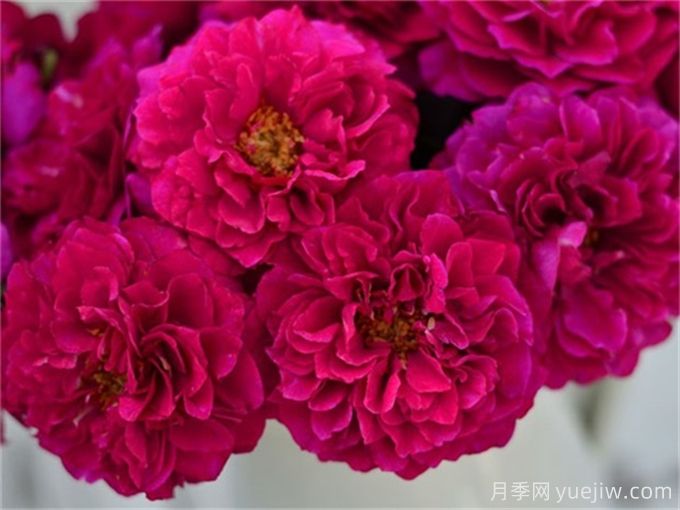 15個(gè)黑色月季品種推薦(圖6)