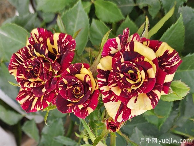 月季紅蜘蛛防治，簡(jiǎn)單易懂的辦法(圖2)