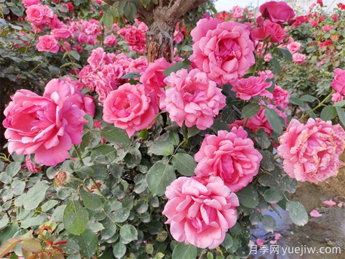 月季秋季花期，如何保證秋天花開爆盆？(圖2)