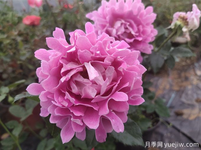 月季秋季花期，如何保證秋天花開爆盆？(圖3)