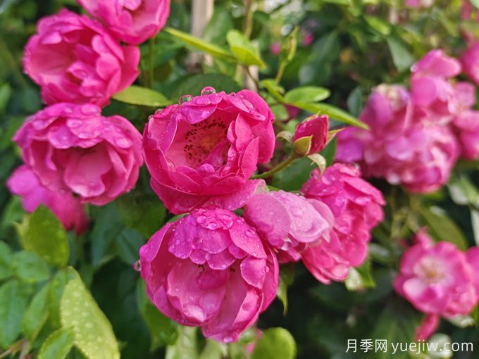 兩廣地區(qū)如何種植月季？修剪病害防治教程(圖2)
