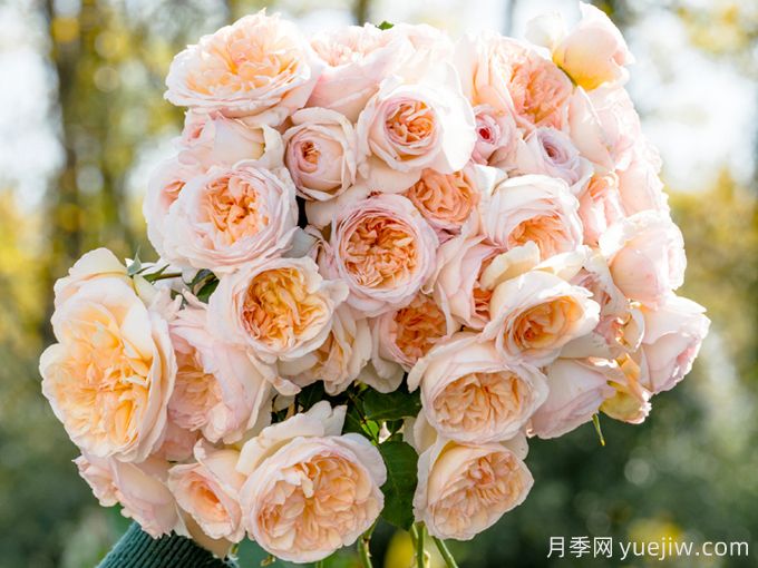 5款月季推薦！花友種過都說好的品種(圖1)