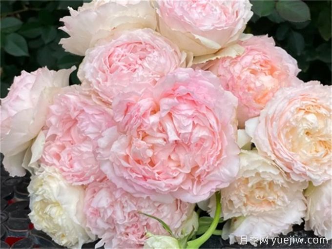 5款月季推薦！花友種過都說好的品種(圖2)