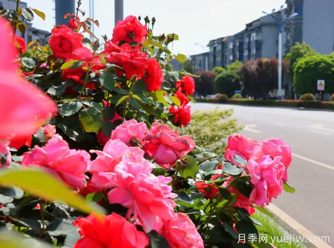 宜昌市董市鎮(zhèn)，月季綻放月季小鎮(zhèn)(圖2)