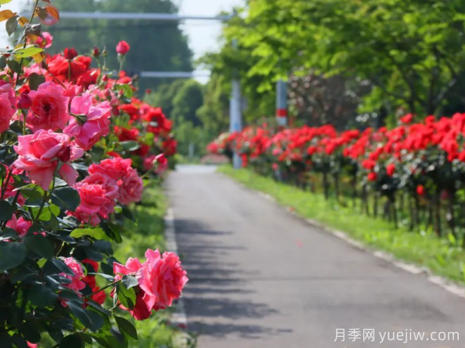 宜昌市董市鎮(zhèn)，月季綻放月季小鎮(zhèn)(圖3)
