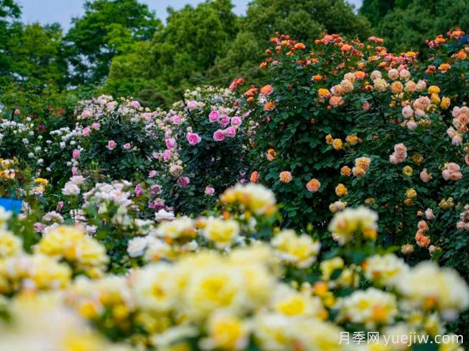 創(chuàng)建世界月季名園，寧波植物園月季花海驚艷綻放(圖2)