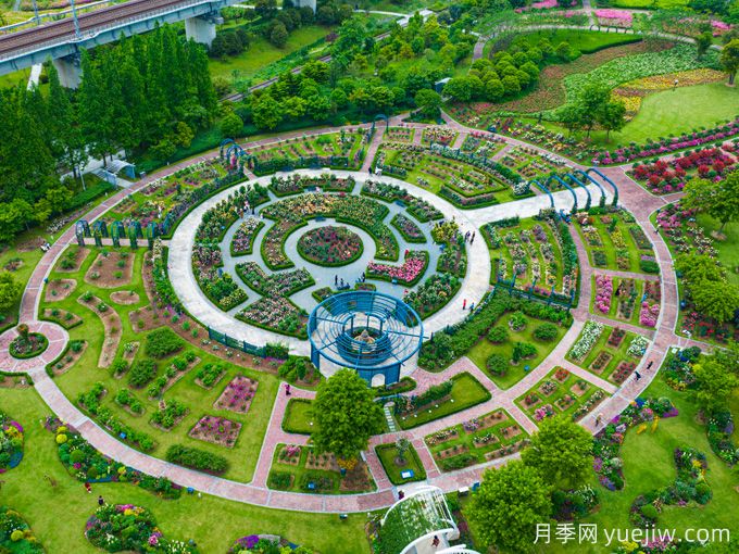 創(chuàng)建世界月季名園，寧波植物園月季花海驚艷綻放(圖3)