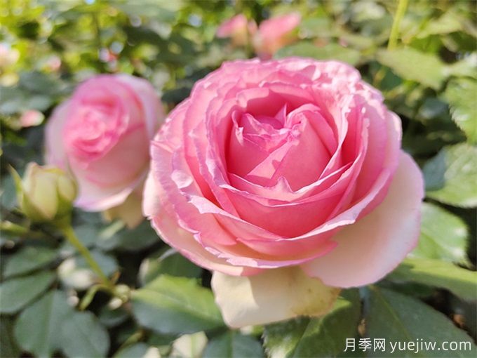 月季養(yǎng)護(hù)特輯：月季病蟲害，這一篇全總結(jié)(圖1)