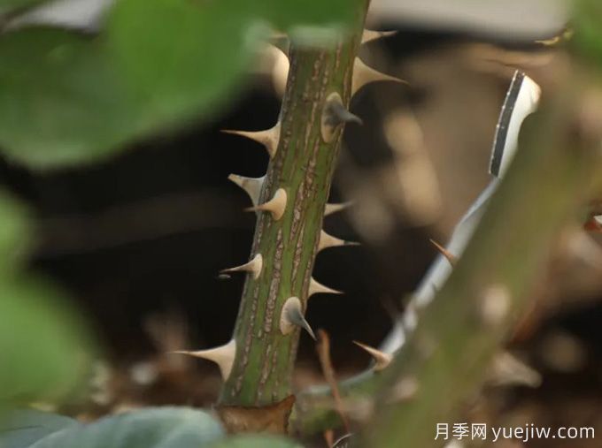 又被扎了！月季憑什么長那么多刺？(圖2)