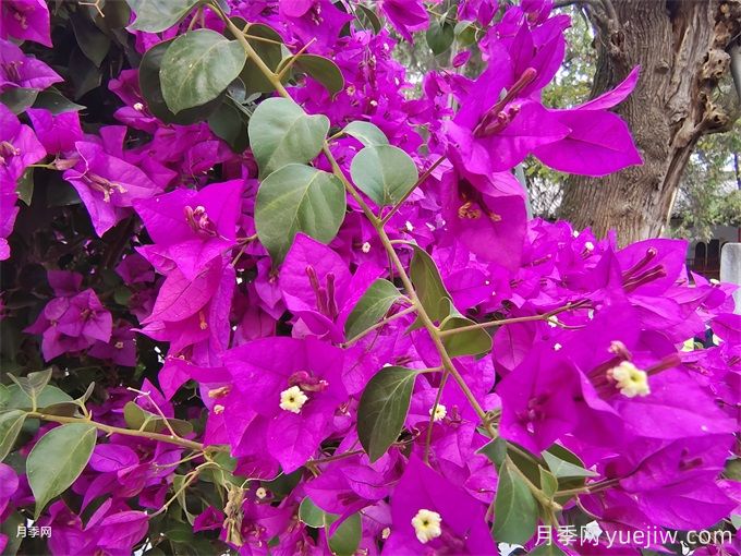 十一月開花的花有哪些？(圖2)