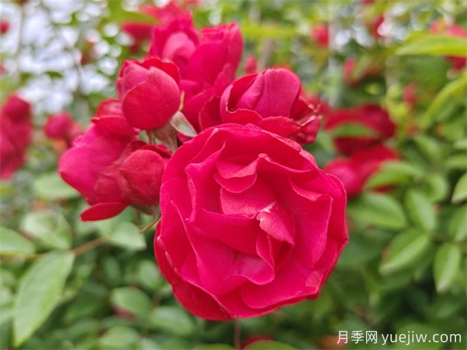 院子再小，也要養(yǎng)上紅木香月季！開花量大，開成花海！(圖2)